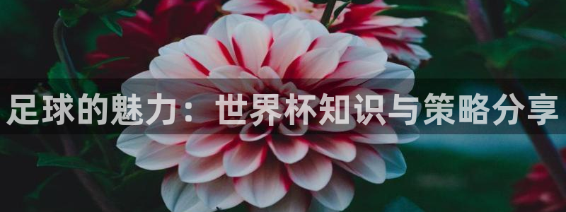 世界杯2026比赛时间表：足球的魅力：世界杯知识与策略分享
